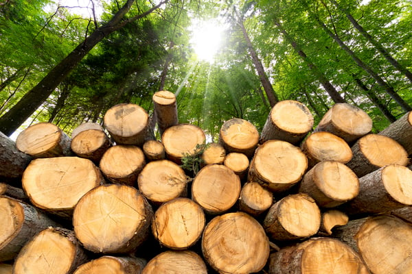 logging_trees_to_make_paper